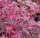 Japán juhar - Acer palmatum "Shirazz"