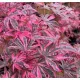 Japán juhar - Acer palmatum "Shirazz"