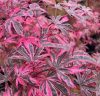 Japán juhar - Acer palmatum "Shirazz"