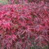 Japán juhar - Acer palmatum "Shirazz"