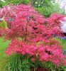 Japán juhar - Acer palmatum "Shirazz"