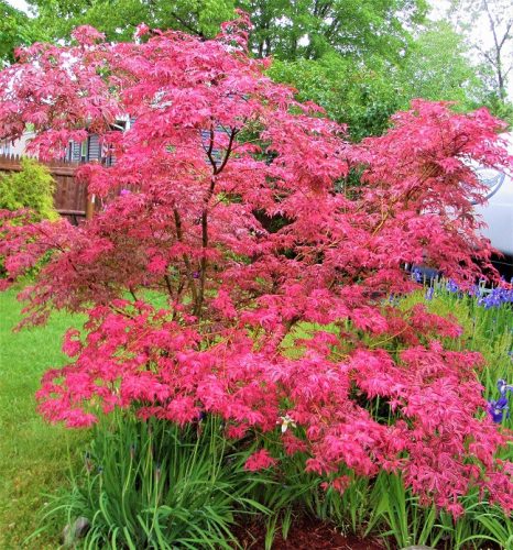 Japán juhar - Acer palmatum "Shirazz"