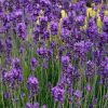 Levendula - Lavandula angustifolia "Essence Purple"