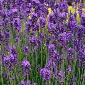   Levendula - Lavandula angustifolia "Essence Purple"