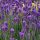 Levendula - Lavandula angustifolia "Essence Purple"