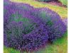 Levendula - Lavandula angustifolia "Essence Purple"