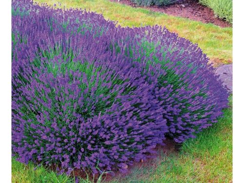 Levendula - Lavandula angustifolia "Essence Purple"
