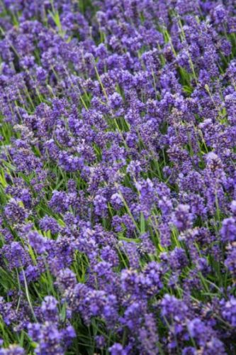 Levendula - Lavandula angustifolia "Essence Purple"