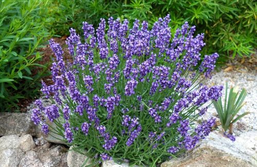 Levendula - Lavandula angustifolia "Essence Purple"