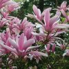 Magnolia  - 'George Henry Kern' - Liliomfa - K3