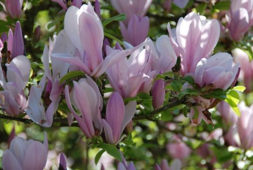 Magnolia  - 'George Henry Kern' - Liliomfa - K3