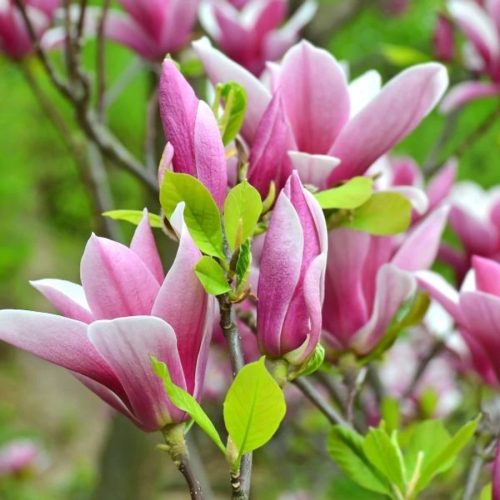 Magnolia  - 'George Henry Kern' - Liliomfa - K3