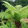 Óriás páfrányfa - Dicksonia antarctica