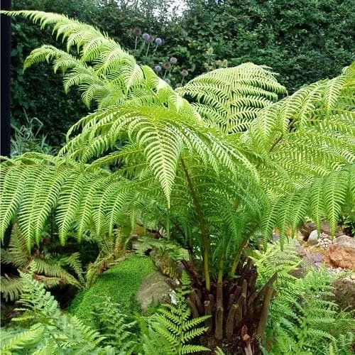 Óriás páfrányfa - Dicksonia antarctica