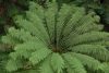 Óriás páfrányfa - Dicksonia antarctica