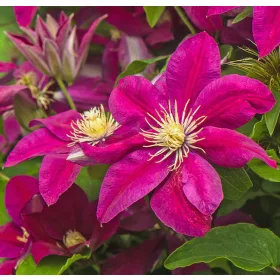 Klematisz / Iszalag - Clematis "Ernest Markham"