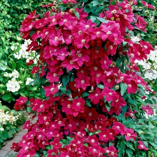 Klematisz / Iszalag - Clematis "Ernest Markham"
