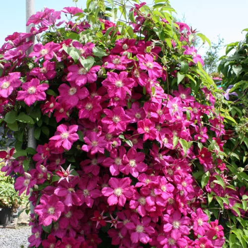 Klematisz / Iszalag - Clematis "Ernest Markham"