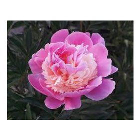 Paeonia Lactiflora - Illatos virágú bazsarózsa - sötét rózsaszín