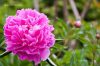 Paeonia Lactiflora - Illatos virágú bazsarózsa - sötét rózsaszín