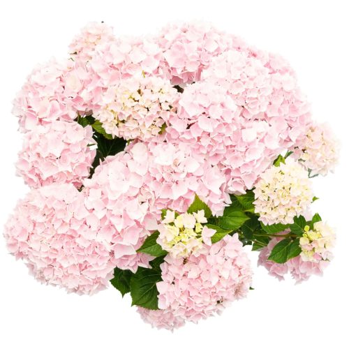 Kerti hortenzia - Hydrangea macrophylla Music Collection "Soft Pink Salsa" K5