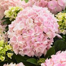 Kerti hortenzia - Hydrangea macrophylla Music Collection "Soft Pink Salsa" K5