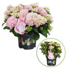 Kerti hortenzia - Hydrangea macrophylla Music Collection "Soft Pink Salsa" K5