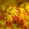 Japán juhar - Acer palmatum "Murasaki-kiyohime" K1