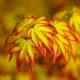 Japán juhar - Acer palmatum "Murasaki-kiyohime" K1