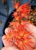 Japán juhar - Acer palmatum "Murasaki-kiyohime" K1