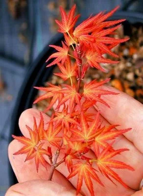 Japán juhar - Acer palmatum "Murasaki-kiyohime" K1