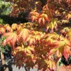 Japán juhar - Acer palmatum "Murasaki-kiyohime" K1