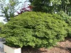 Japán juhar - Acer palmatum "Murasaki-kiyohime" K1