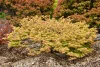 Japán juhar - Acer palmatum "Murasaki-kiyohime" K1