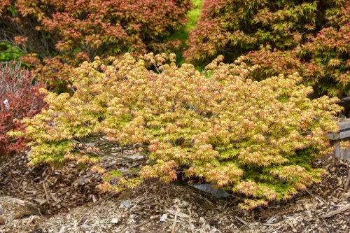 Japán juhar - Acer palmatum "Murasaki-kiyohime" K1