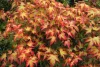 Japán juhar - Acer palmatum "Murasaki-kiyohime" K1