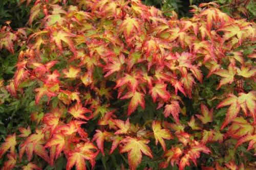 Japán juhar - Acer palmatum "Murasaki-kiyohime" K1