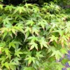 Japán juhar - Acer palmatum "Murasaki-kiyohime" K1