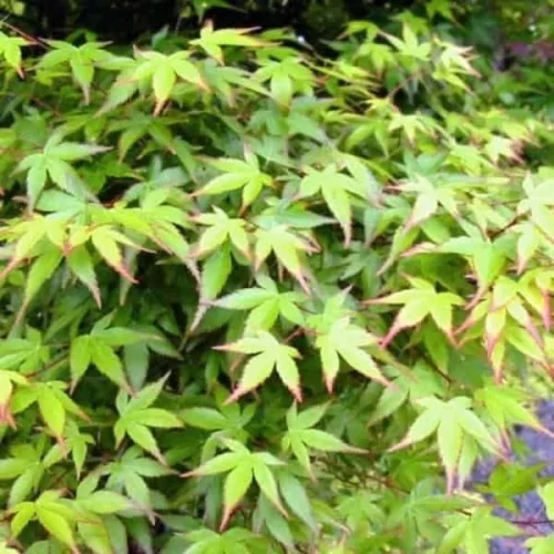 Japán juhar - Acer palmatum "Murasaki-kiyohime" K1