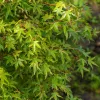 Japán juhar - Acer palmatum "Murasaki-kiyohime" K1