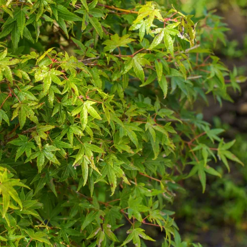 Japán juhar - Acer palmatum "Murasaki-kiyohime" K1