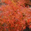 Japán juhar - Acer palmatum "Murasaki-kiyohime" K1