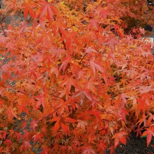 Japán juhar - Acer palmatum "Murasaki-kiyohime" K1