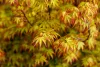 Japán juhar - Acer palmatum "Murasaki-kiyohime" K1