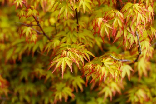Japán juhar - Acer palmatum "Murasaki-kiyohime" K1