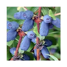   Kamcsatkai mézbogyó - Lonicera kamtschatica 'Wojtek'