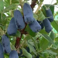 Kamcsatkai mézbogyó - Lonicera kamtschatica 'Wojtek'