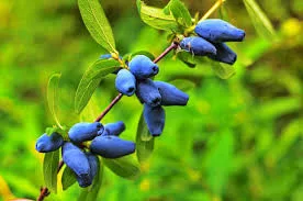 Kamcsatkai mézbogyó - Lonicera kamtschatica 'Wojtek'