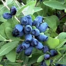 Kamcsatkai mézbogyó - Lonicera kamtschatica 'Wojtek'