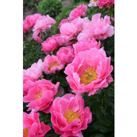   Korai, élénk rózsaszín bazsarózsa - Paeonia lactiflora ‘Paula Fay’